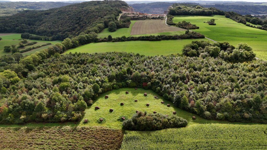Blick auf das Plateau des Mormont und die 2010 gepflanzten 6000 Eichen. Am oberen Bildrand ist der Rand des Steinbruchs zu erkennen. (Foto: pd)