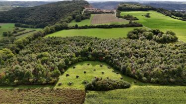 Blick auf das Plateau des Mormont und die 2010 gepflanzten 6000 Eichen. Am oberen Bildrand ist der Rand des Steinbruchs zu erkennen. (Foto: pd)